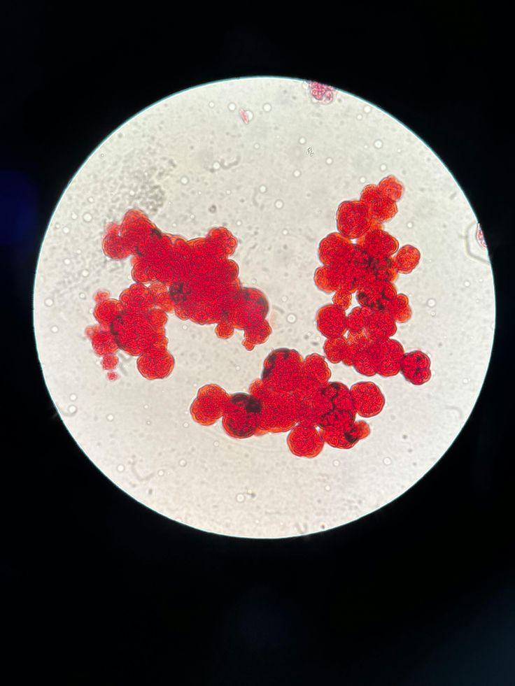 A microscopic view of cells illustrating the biological impact and increased activity triggered by Red Light Therapy, featured by Body Sculpting Clinics Sydney.